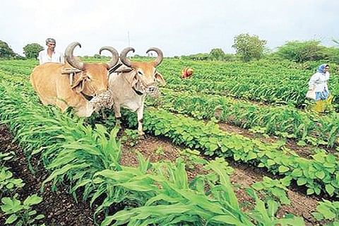 farmer N600400