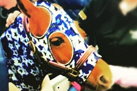 Horse 4 Dec 19