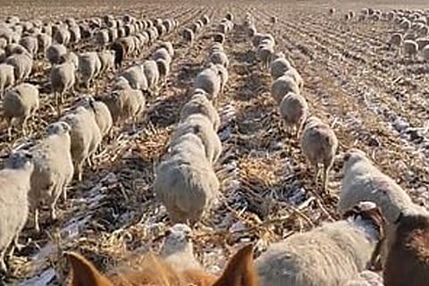 MILITARY SHEEP