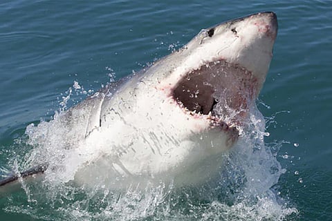 Shark