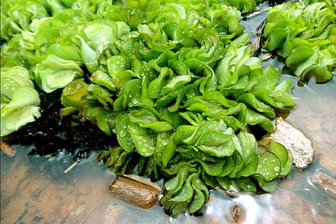 antharagange