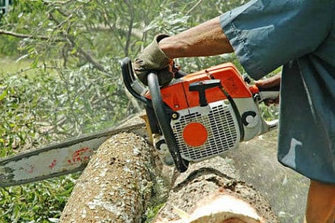 tree cutting new