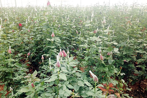 15CBP1(rose)