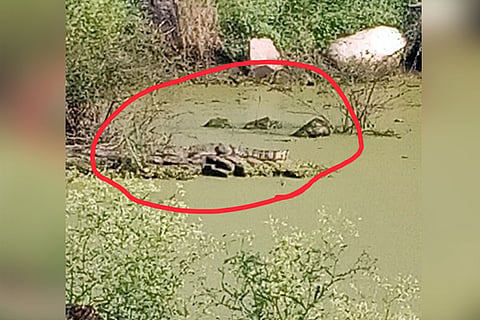 23012020 Gorebal Crocodile
