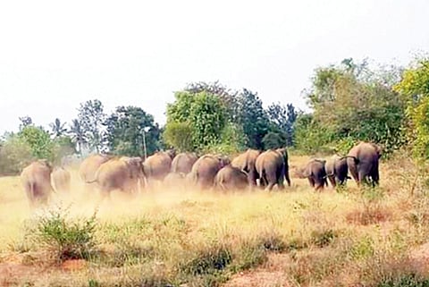 29 budikote 02