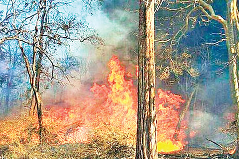 551848-forest-fire-022617