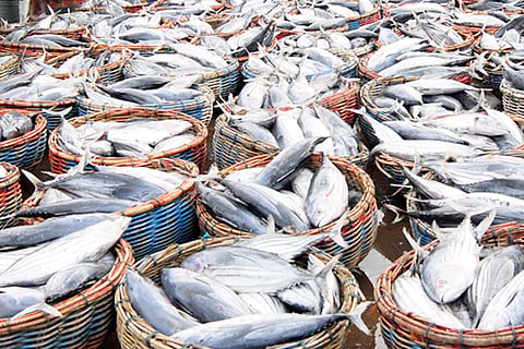 Para pedagang mengikuti transaksi lelang ikan tongkol di Terminal Pelabuhan Ikan (TPI) Lampulo, Banda Aceh, Senin (17/3).