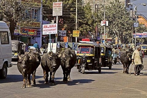 ANIMALS IN TRAFFIC