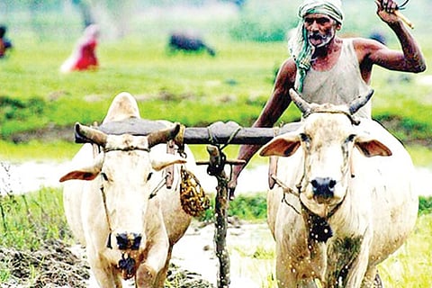 Agri 26 Jan 20