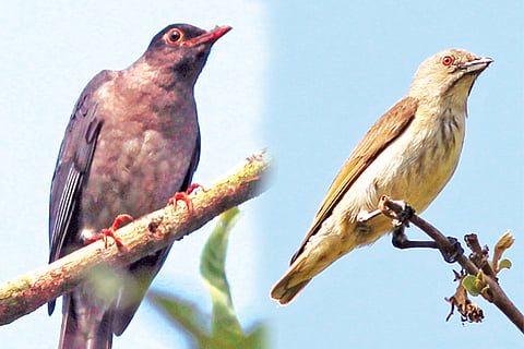 Birds 13 Jan 20