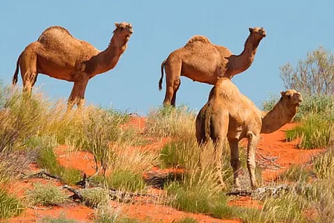 Camel 8 Jan 20