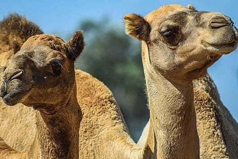 Camel Dead