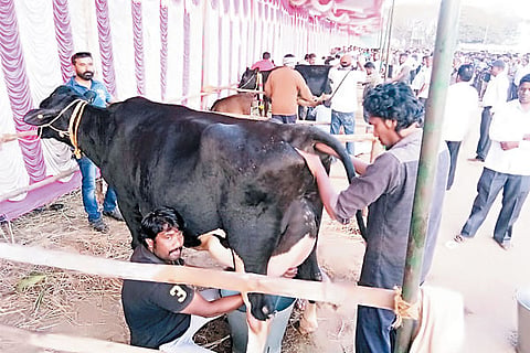 Cow Milk