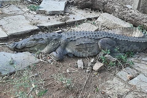 Crocodile at narakaladinni 10 JAN 20