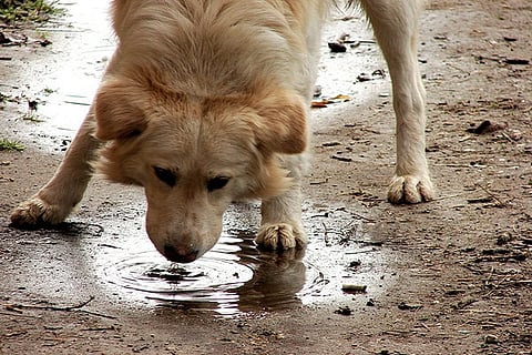 DOG 10 JAN 20