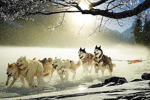 DOGS