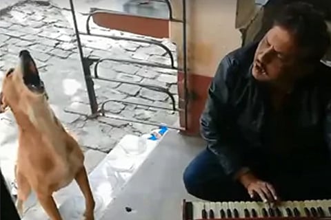Dog