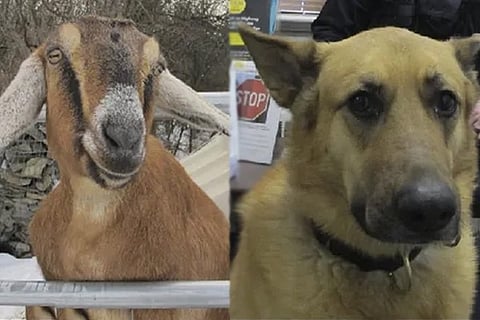 Dog and Goat