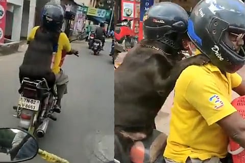 Dog video 10 jan 20