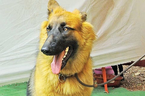 Dog