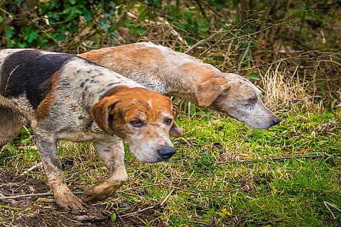 Dogs hunted deer 14 JAN 20