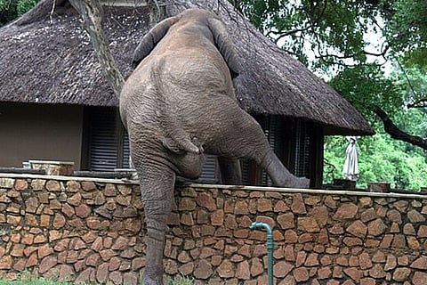 Elephant 11 Jan 20