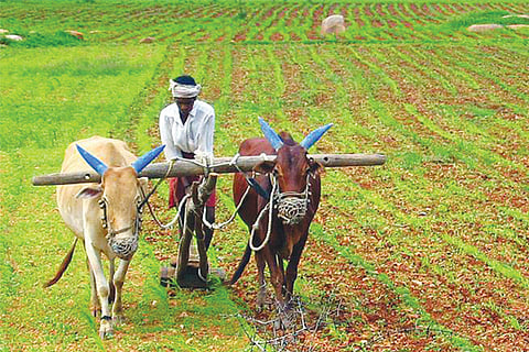 Farmer