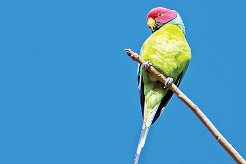 HAKKI L