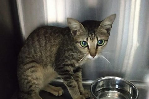 KITTEN