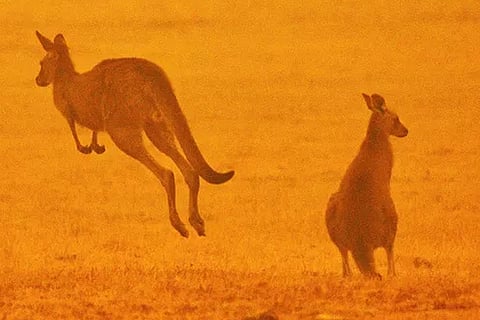 Kangaroo 7 Jan 20