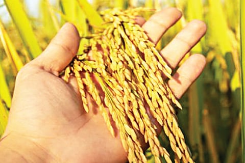 Paddy 7 jan 20