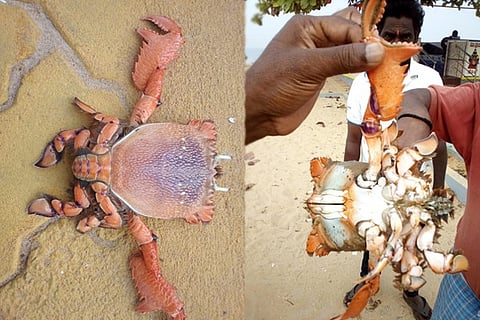 Spanner Crab