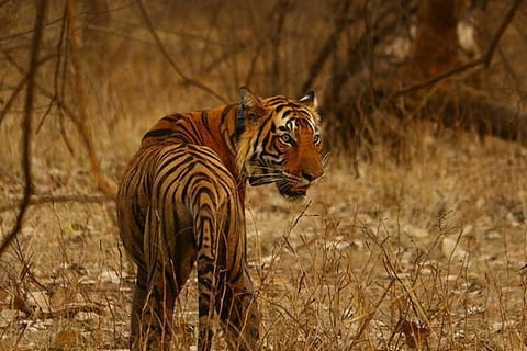 TIGER