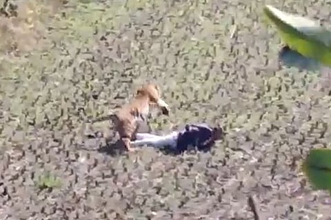 Tiger Attack