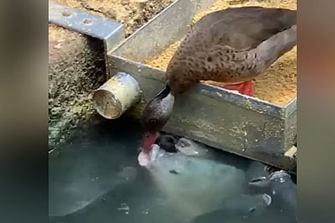 Viral video