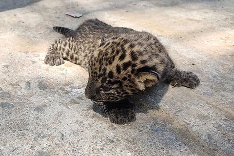 baby lepard jan 31 2020