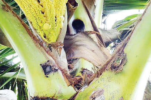 coconut jan 13 2020