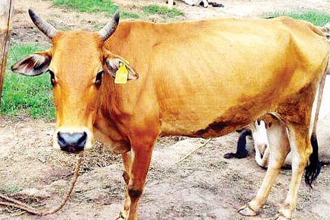 cow jan 08 2020