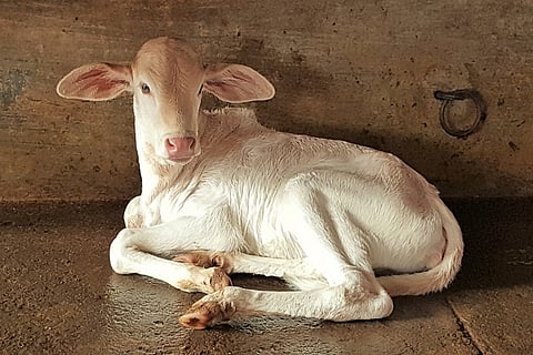 desi cow