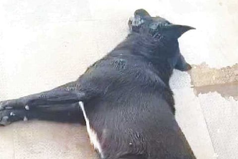 dog jan 28 2020