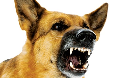 dog jan 30 2020