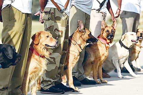 dogs jan 03 2020