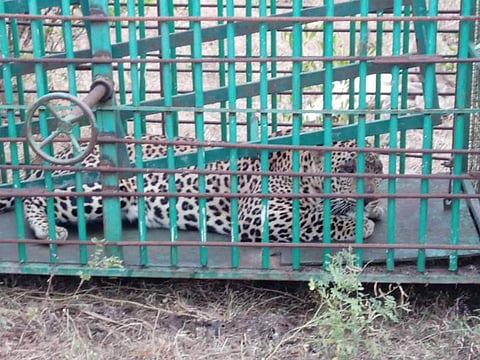 hosadurga,-leopard,-operation,