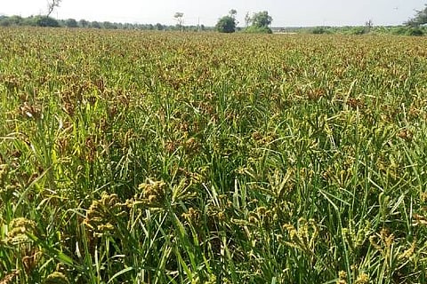 hsd ragi bele 24 p1
