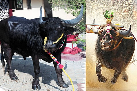 kambala chenna