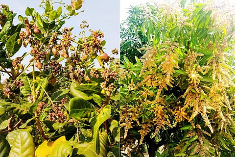 mango new