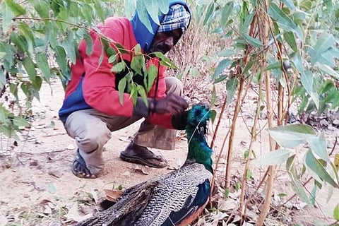 pecock jan 28 2020