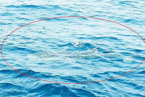 shark jan 06 2020