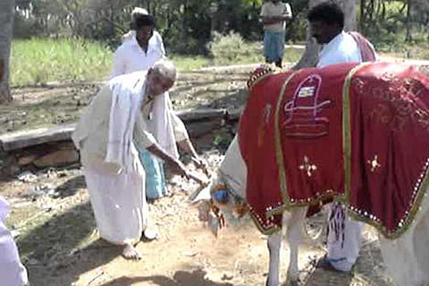 temple bull jan 23 2020
