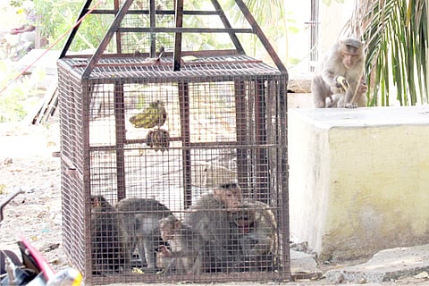 09022020 MM Halli Monkey captivity